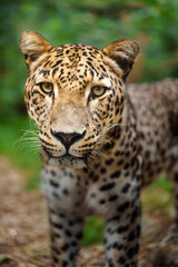 Portrait of Persian leopard in zoo