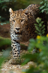 Portrait of Persian leopard in zoo