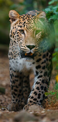 Portrait of Persian leopard in zoo