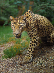 Portrait of Persian leopard in zoo