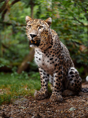 Portrait of Persian leopard in zoo