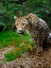 Portrait of Persian leopard in zoo