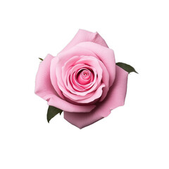 Beautiful pink rose in full bloom with green leaves, isolated on a transparent background