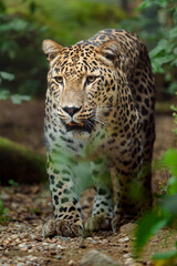 Portrait of Persian leopard in zoo