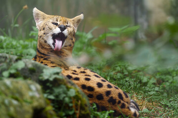 Portrait of Serval in zoo