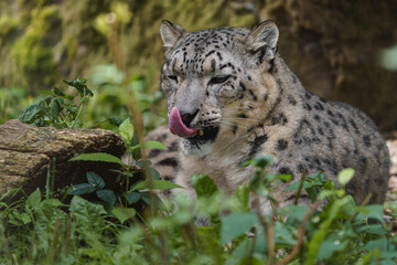 Portrait of Snow leopard in zoo