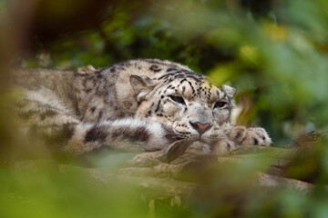 Portrait of Snow leopard in zoo