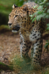 Portrait of Persian leopard in zoo