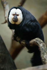 Portrait of Guianan Saki on branch
