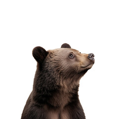 Obraz premium Closeup of a brown bear cub looking upwards, isolated on a transparent background