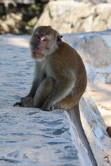 japanese macaque sitting on a rock