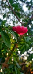 red rose in the garden