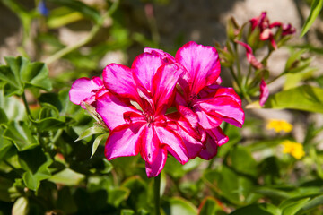 An intricate closeup image of a delicate pink flower featuring a striking white center that captures the essence of natures beauty