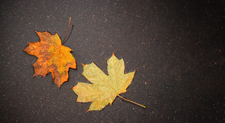 Two yellow autumn maple leaves on wet asphalt after rain