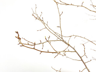 tree branches