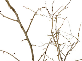 Fototapeta premium branches of a tree
