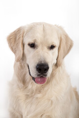 Portrait of a dog of the Golden Retriever breed on a white background.