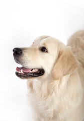 Portrait of a dog of the Golden Retriever breed on a white background.
