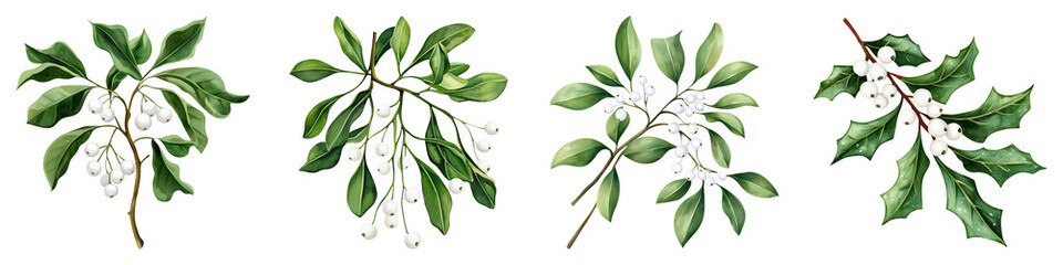 Naklejka premium The image showcases four branches of mistletoe, featuring glossy green leaves and white berries, set against a dark background.