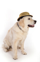 Portrait of a dog of the Golden Retriever breed on a white background in a golden hat.