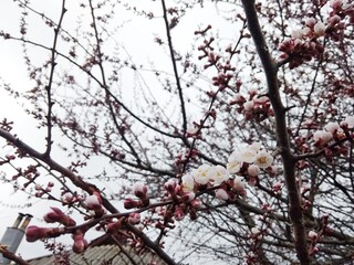 cherry blossom in spring