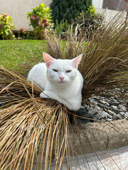 Animal / chatte blanche