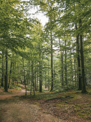 Obraz premium path in the woods