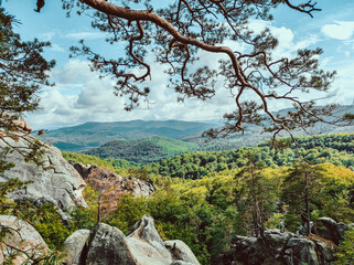 tree in the mountains