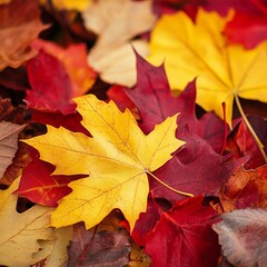 autumn leaves webpage banner image
