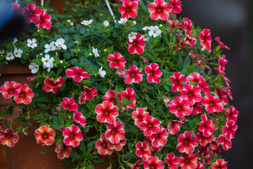 Colorful flowers. Flowers blooming in the garden.