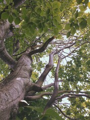 Fototapeta premium old oak tree