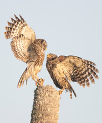 Barred Owls Interacting