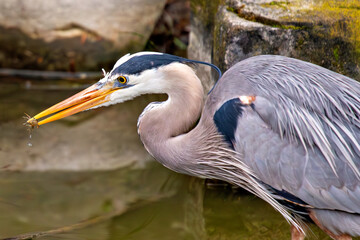 Great Blue Heron (Ardea herodias), common in wetlands, marshes, and shores across North America
