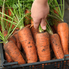 A woman taking freshly harvested organic carrots from a crate. Close up.