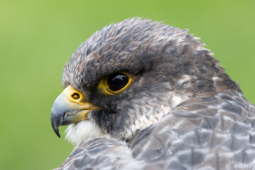 Peregrine Falcon (Falco peregrinus) - Found worldwide, particularly in coastal and urban areas