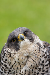 Peregrine Falcon (Falco peregrinus) - Found worldwide, particularly in coastal and urban areas