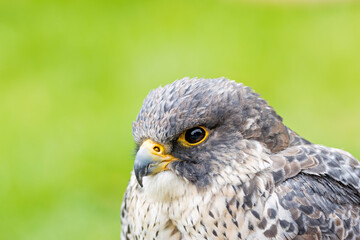Peregrine Falcon (Falco peregrinus) - Found worldwide, particularly in coastal and urban areas