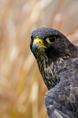 Peregrine Falcon (Falco peregrinus) - Found worldwide, particularly in coastal and urban areas
