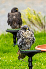 Peregrine Falcon (Falco peregrinus) - Found worldwide, particularly in coastal and urban areas