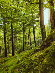 Obraz premium footpath in the forest