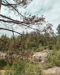 trees in the mountains