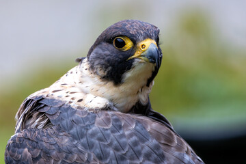 Peregrine Falcon (Falco peregrinus) - Found worldwide, particularly in coastal and urban areas
