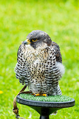 Peregrine Falcon (Falco peregrinus) - Found worldwide, particularly in coastal and urban areas
