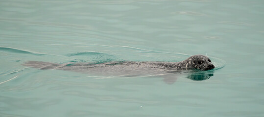 Harbour seal, Phoca vitulina, Iceland © alba1988