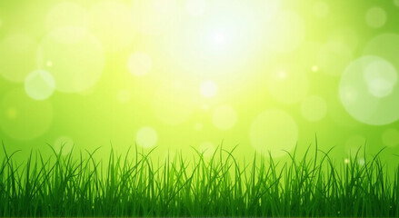Fototapeta premium green grass background