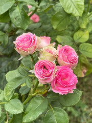 Experience the beauty of beautiful pink roses gracefully blooming in a garden setting today