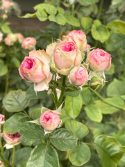 Beautiful and Vibrant Pink Roses in Full Bloom, Capturing Natures Elegant Beauty