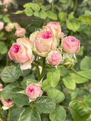 Beautiful and Vibrant Pink Roses in Full Bloom, Capturing Natures Elegant Beauty
