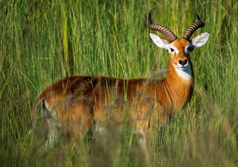 Impala antelope in savannah grass at the Murchison fall park in Uganda