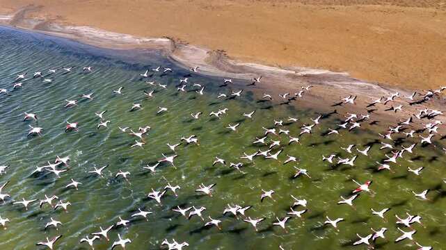 Aerial view of a huge colony of lesser flamingos Phoenicopterus minor. Flying close to flamingos near Walvis Bay in Namibia.